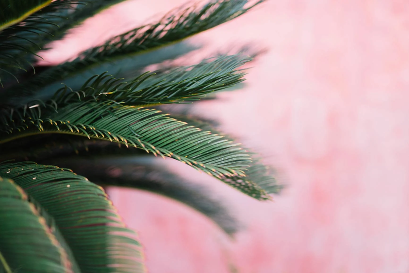 Primer plano de hojas verdes de palmera sobre un fondo rosa difuminado. Primer plano de hojas verdes de palmera sobre un fondo rosa difuminado.