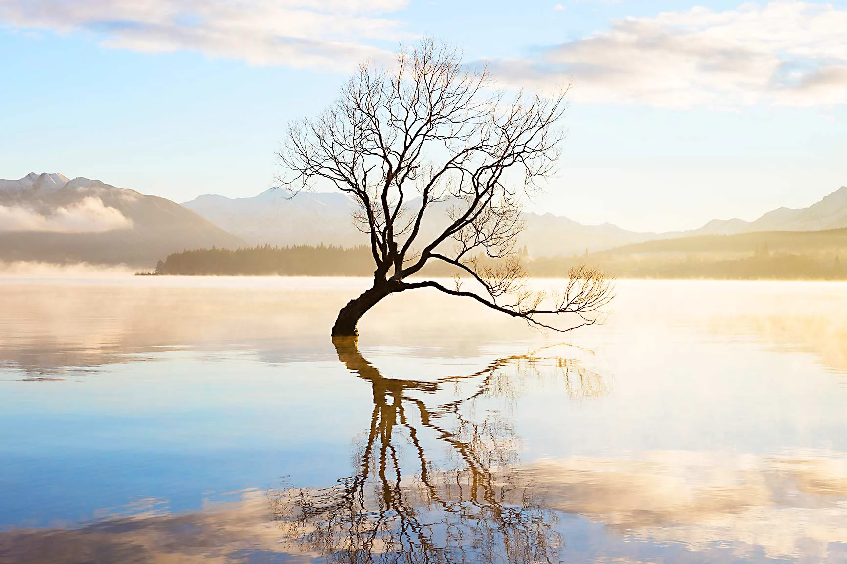 Ein kahler Baum steht im ruhigen Wasser eines Sees und spiegelt sich auf der Wasseroberfläche Ein kahler Baum steht im ruhigen Wasser eines Sees und spiegelt sich auf der Wasseroberfläche