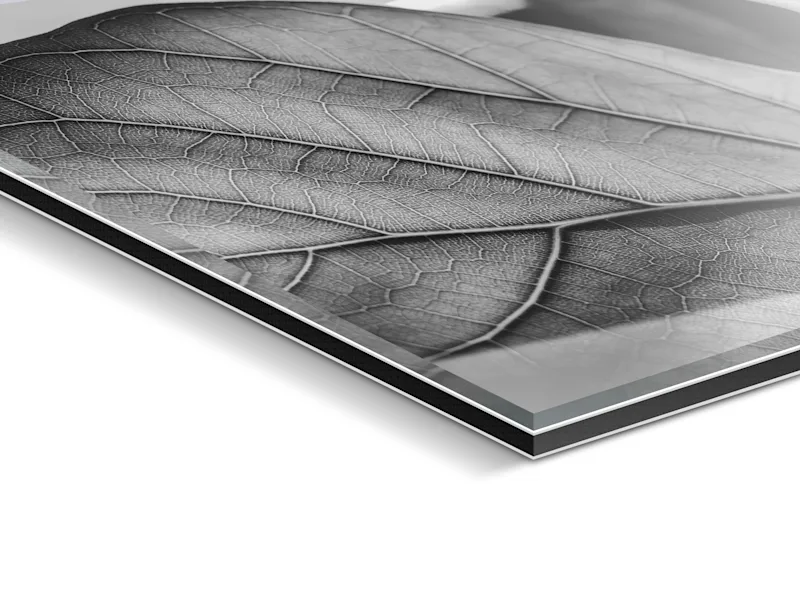 Close-up of an acrylic glass plate Close-up of an acrylic glass plate showing a black-and-white image of a leaf structure.
