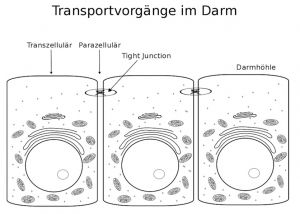 Transportvorgänge über die Darmbarriere