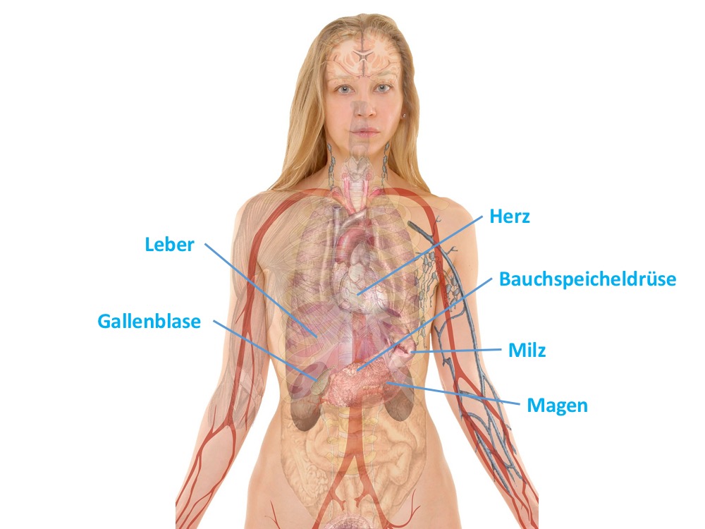 Anatomie Oberbauch