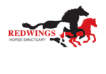Redwings new no background