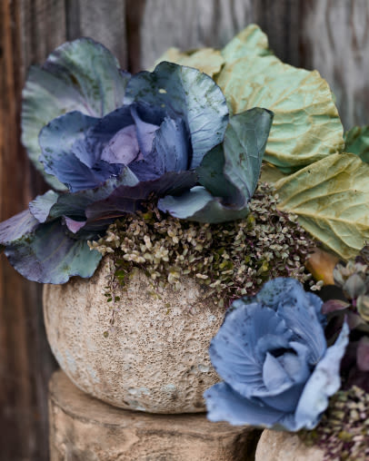 Purple and yellow ornamental cabbage plants in a textured beige pot against a weathered wooden fence background.