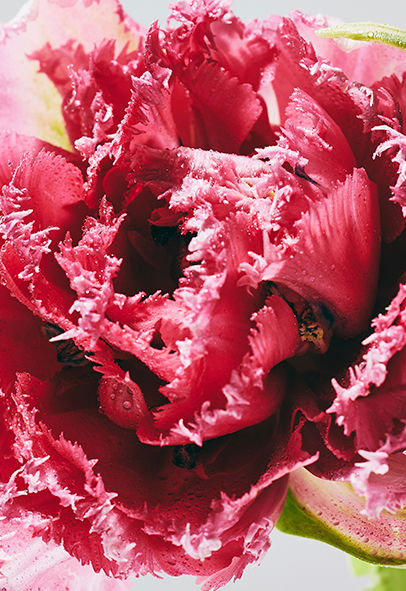 floral