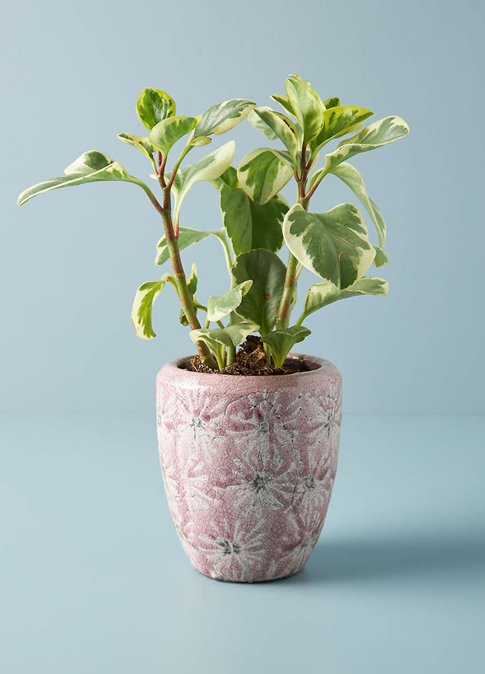 shop the Shuri Tufted Basket