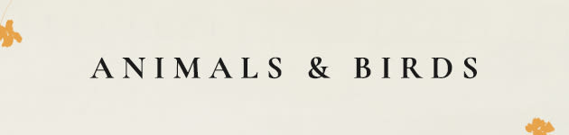 animal & birds