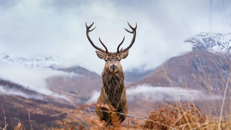 Monarch Of The Glen