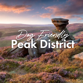 English Bulldog Sitting on Rocky Outcrop Overlooking Foggy Valley