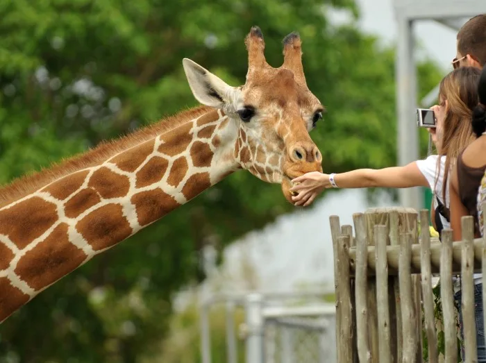 Feeding the giraffe