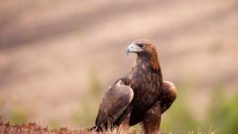 Golden eagle, Aquila chrysaetos sitting on the grass