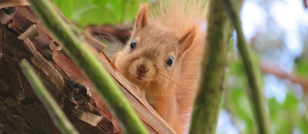 Red Squirrel