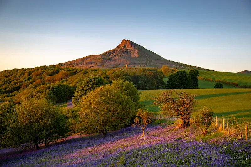 Evening sun on Roseberry Topping with the bluebell fields below, North York Moors, Yorkshire, England, UK