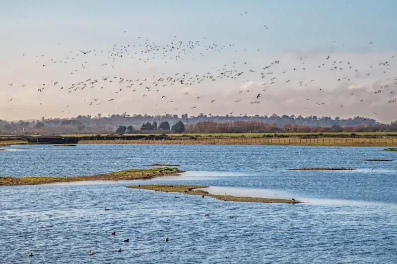 Rye Harbour Nature Reserve, East Sussex, England, UK