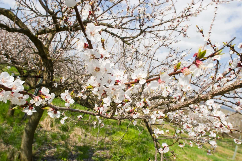 Marillenblüten in der Wachau.