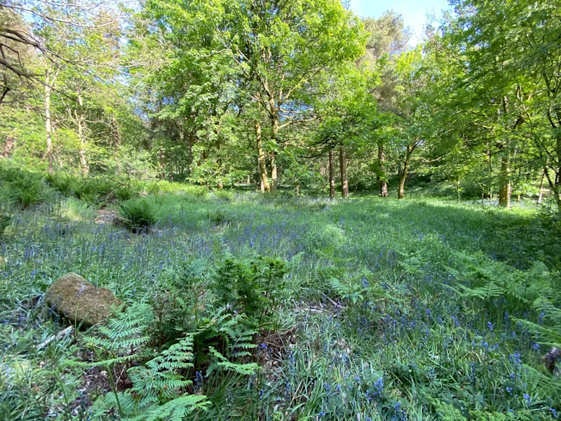 Bluebells growing on the forest floor at Hardcastle Crags, West Yorkshire, England, UK
