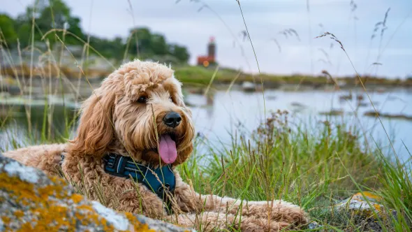 Hund auf Bornholm.
