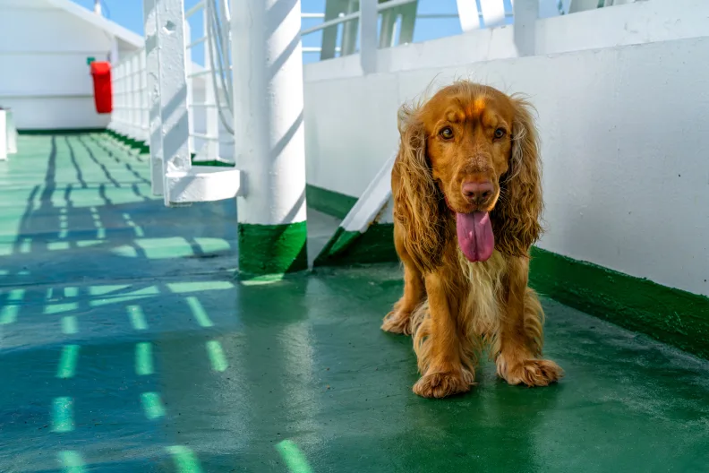 Hund auf Fähre.