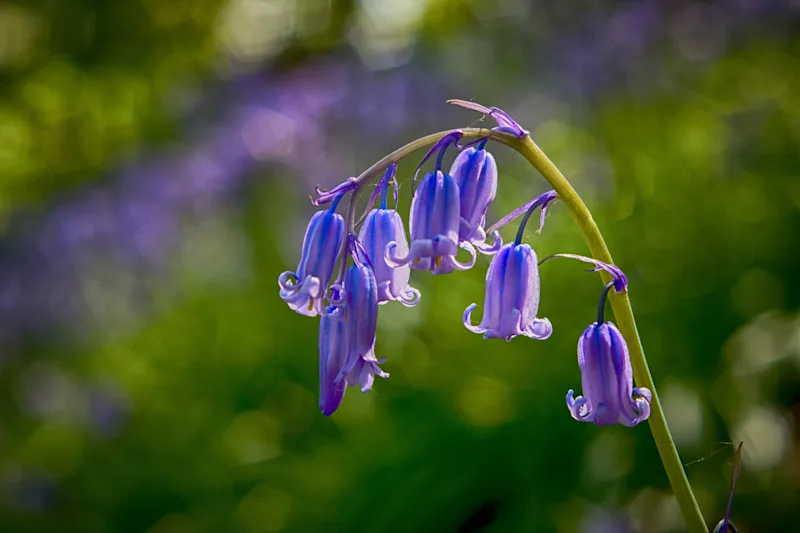 Close-up of bluebells in the woods