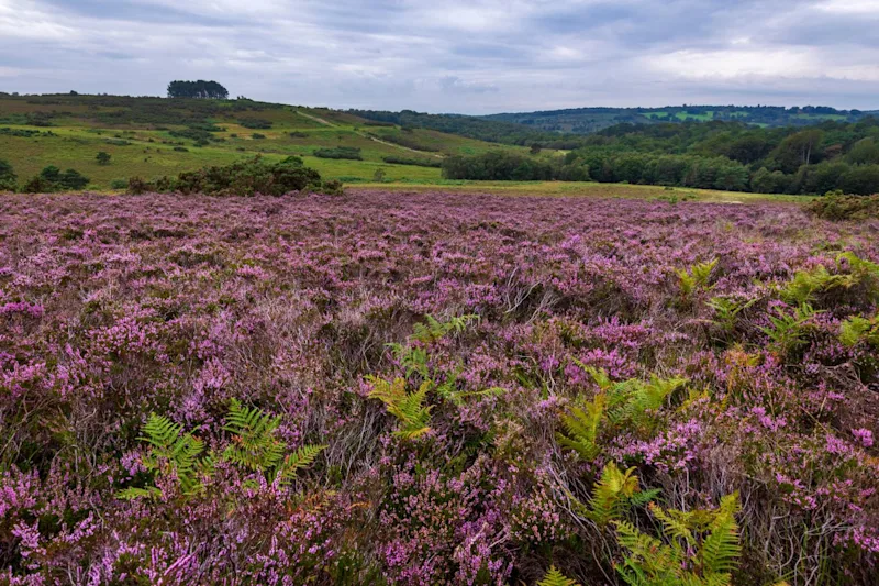 August purple heather on the heath at Old Lodge Ashdown Forest East Sussex, South East England, UK