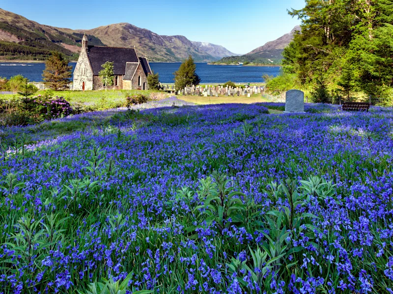 Bluebells outside St John's Church in Ballachulish, a village on the shores of Loch Linnhe, Scotland, UK