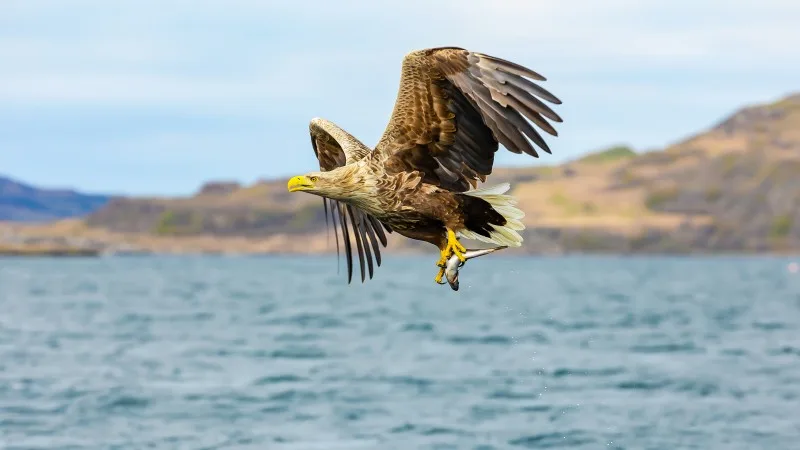 White-tailed Sea Eagle, (Haliaeetus albicilla) grabbing a fish from the water with powerful talons and flying off over the loch.