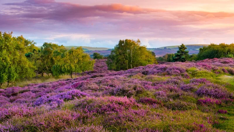 Dramatic skies over Purple and pink heather on Dorset heathland