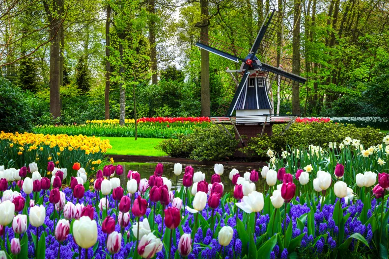 Windmühle und Tulpen auf dem Keukenhof in den Niederlanden.