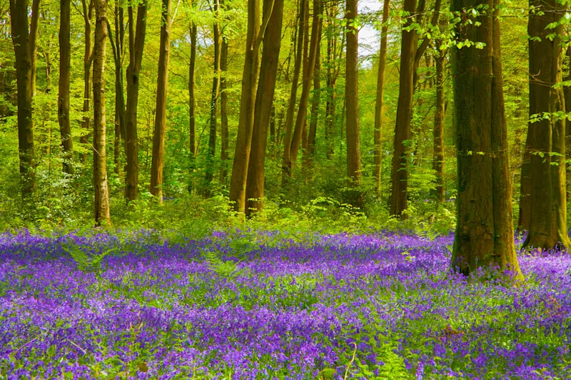 Bluebell woods in Micheldever Wood, near Winchester, Hampshire, England, UK