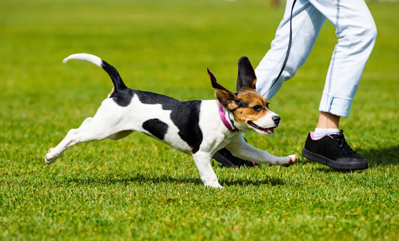 Dog running on grass with their owner
