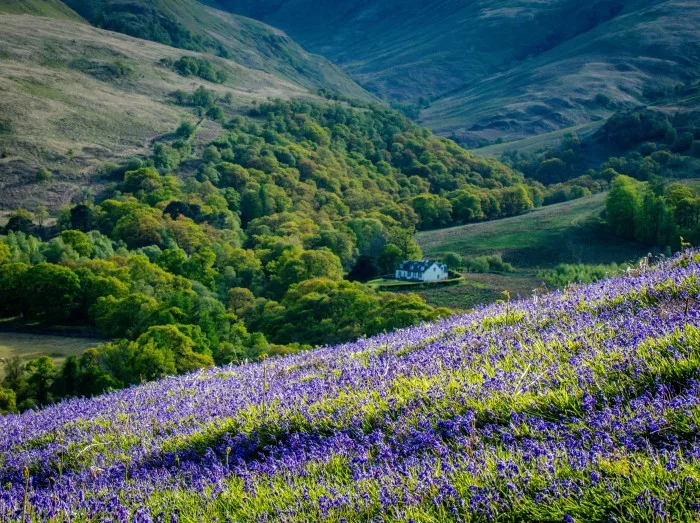 Bluebells in loch lomand in Scotland