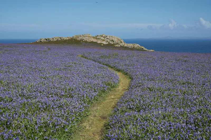 Bluebells on Skomer Island, off the Pembrokeshire coast, West Wales, UK
