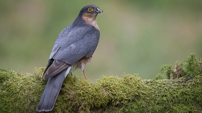 A portrait of an alert male sparrowhawk perched on a wooden tree trunk covered with lichen and a feather on his beak