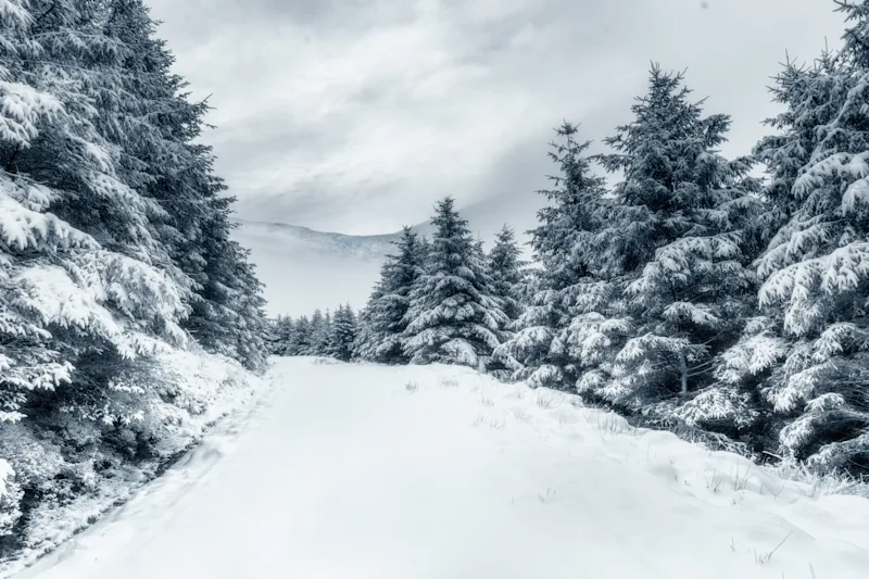 Whinlatter Forest in winter in the Lake District National Park, Cumbria, England, UK