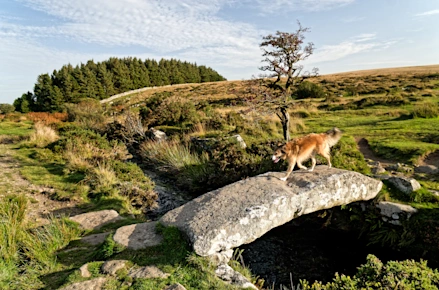 Dog exploring Dartmoor National Park in South Devon