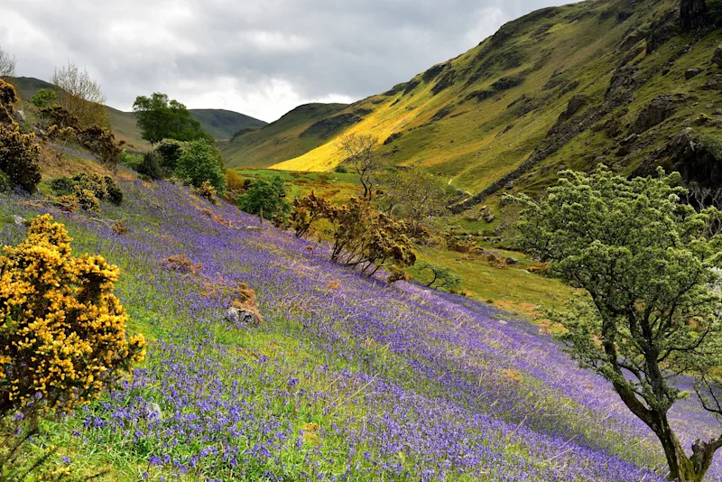 Bluebells in bloom at Rannerdale Valley, Lake District, Cumbria, England, UK