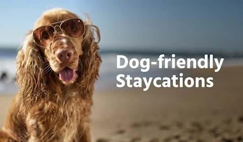 Dog Friendly Staycations