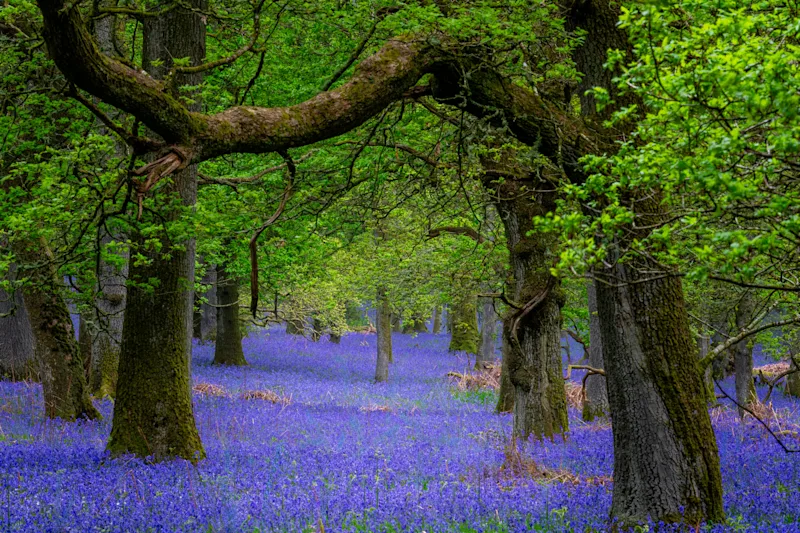 Kinclaven Bluebell Wood near Muthly, Perthshire, Scotland, UK
