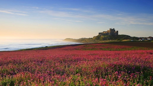Bamburgh Castle & the pink Campions