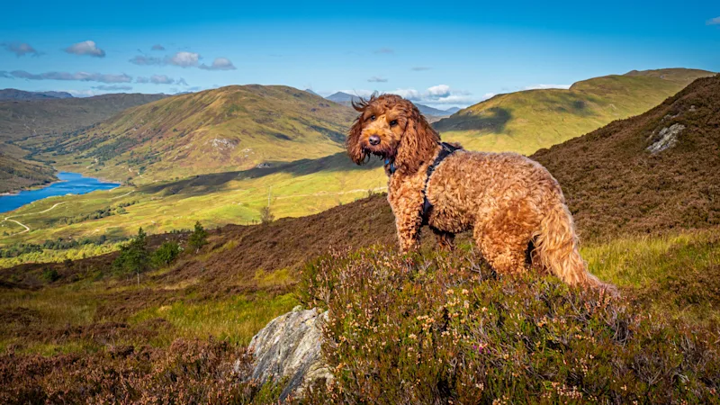 A dog walk in Glen Finglas in the Great Trossachs Forest National Reserve, Loch Lomond and The Trossachs National Park, Scotland, UK