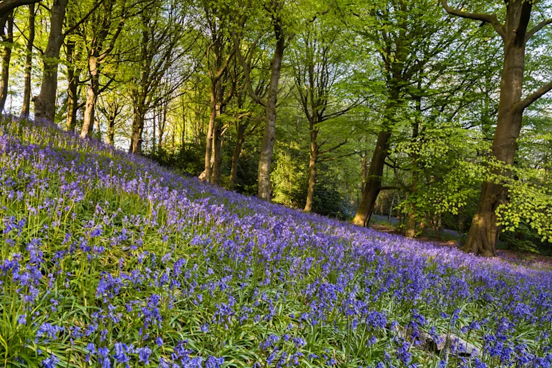 Bluebell slope in Allen Banks and Staward Gorge, Northumberland, Hexham, England, UK