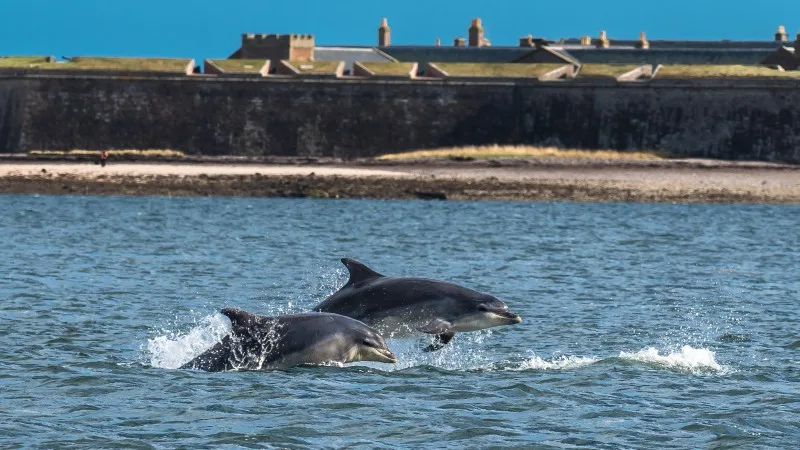 Team Of Bottlenose Dolphin Jumping In The Moray Firth In Front Of Fort George Near Inverness In Scotland