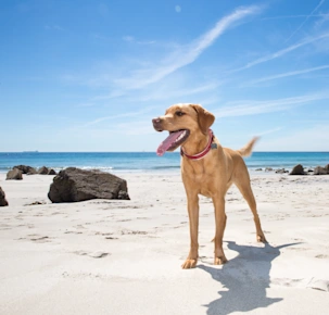 A happy and healthy pet Labrador Retriever dog standing on a white sandy beach in Cornwall, UK
