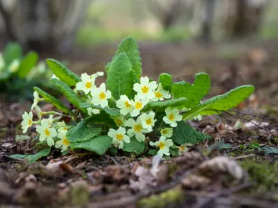 Primroses