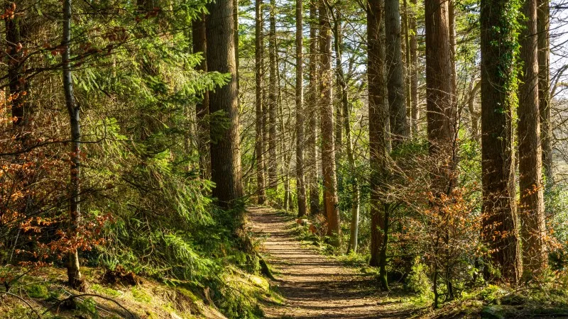 Dalbeattie Forest Town Woods