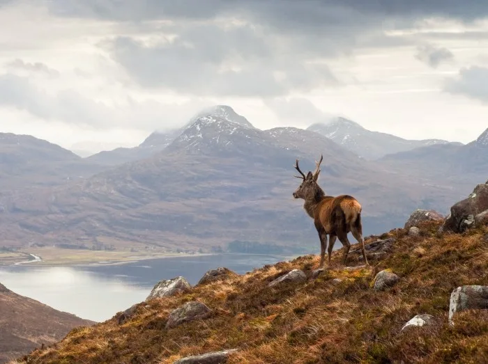 Wild stag, Scottish highlands