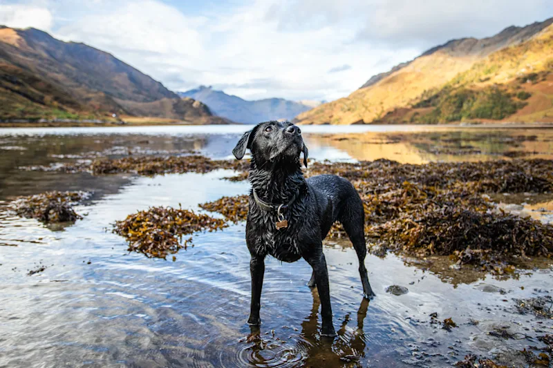 Labrador in the water in the Scottish Highlands, Scotland, UK