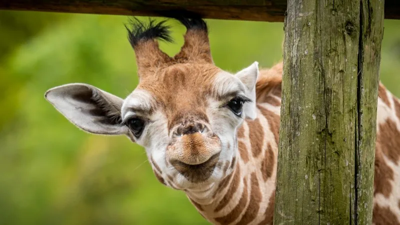 Young Rothschilds giraffe head at Chester Zoo