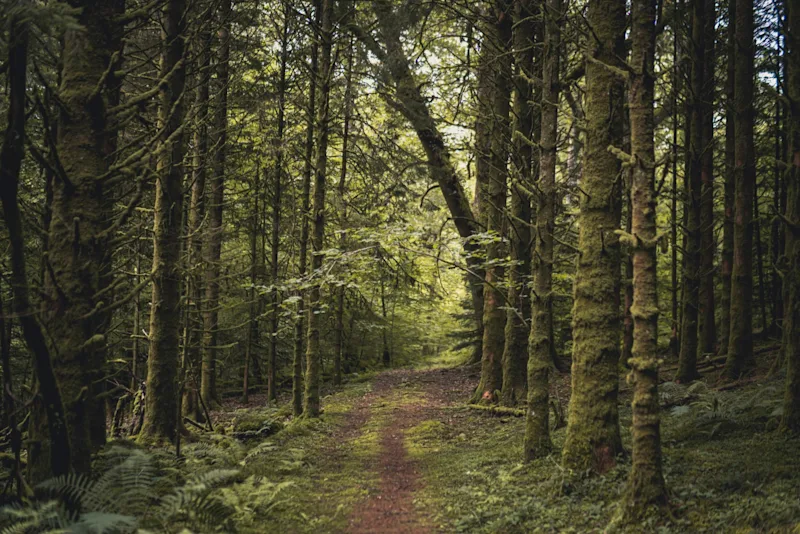 A tree-covered path in Galloway Forest Park, Dumfries and Galloway, Scotland, UK