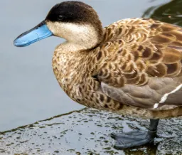 Castle Espie Wildlife centre