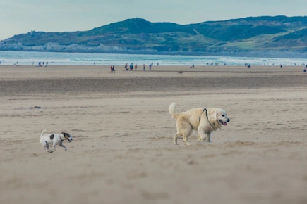 Dogs running along Woolacombe Beach in North Devon, UK